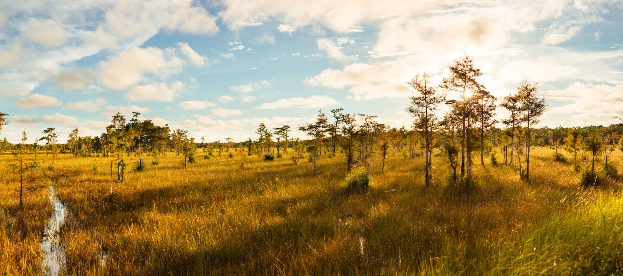 Alligator trail through Big Cypress National Preserve, Florida