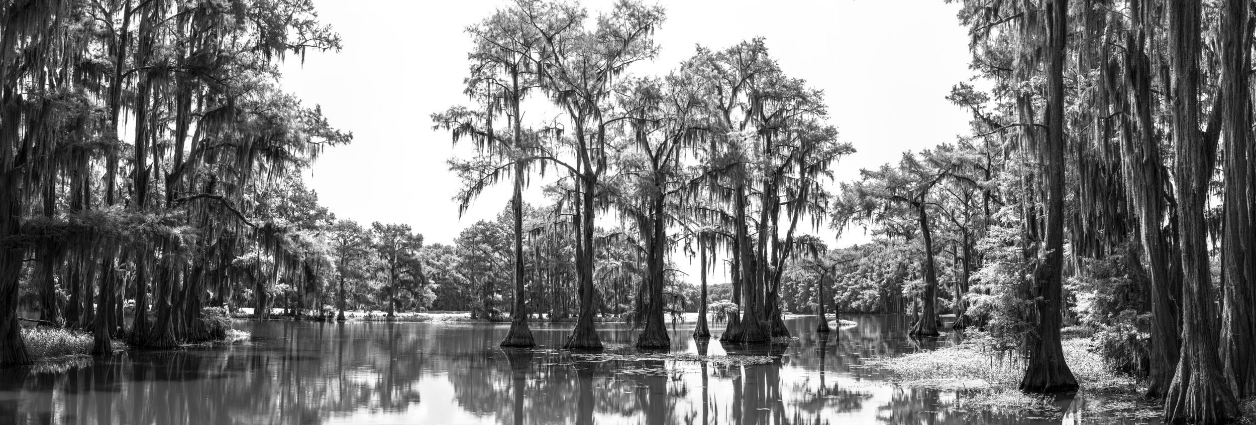 Cypress trees and spanish moss, Caddo Lake, Texas