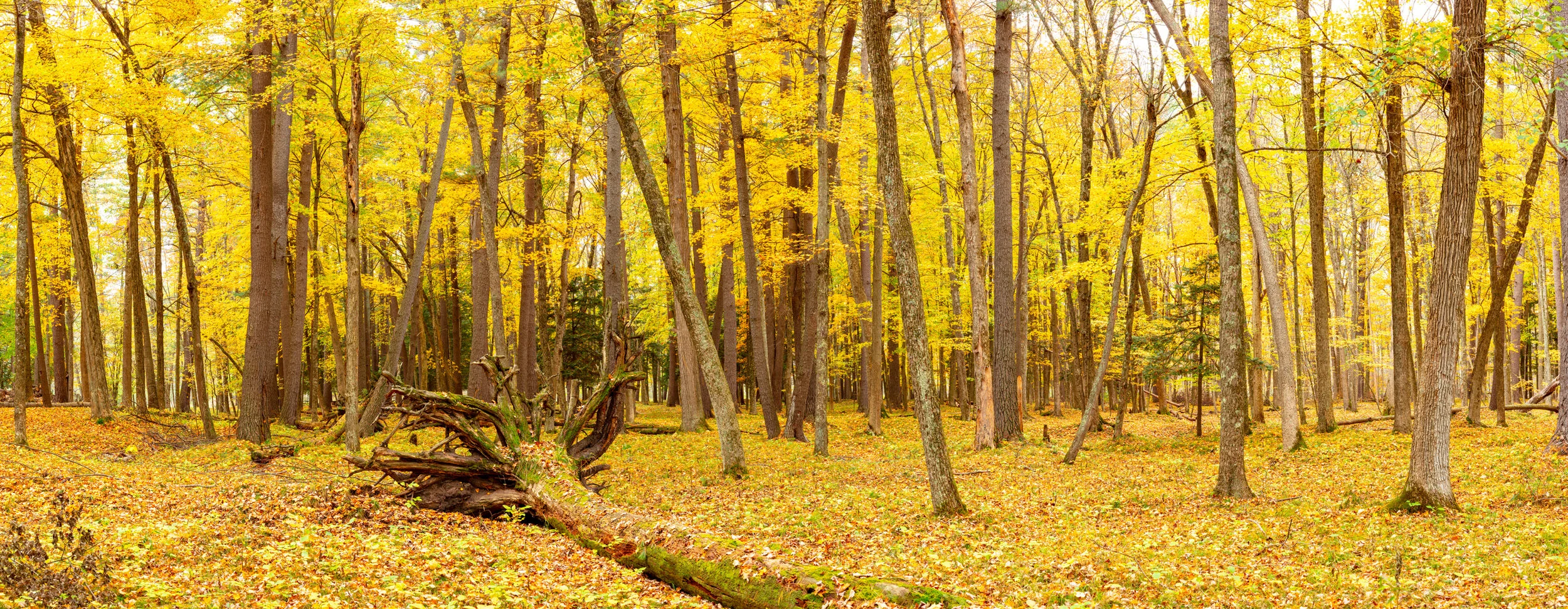 Upper Peninsula, MI