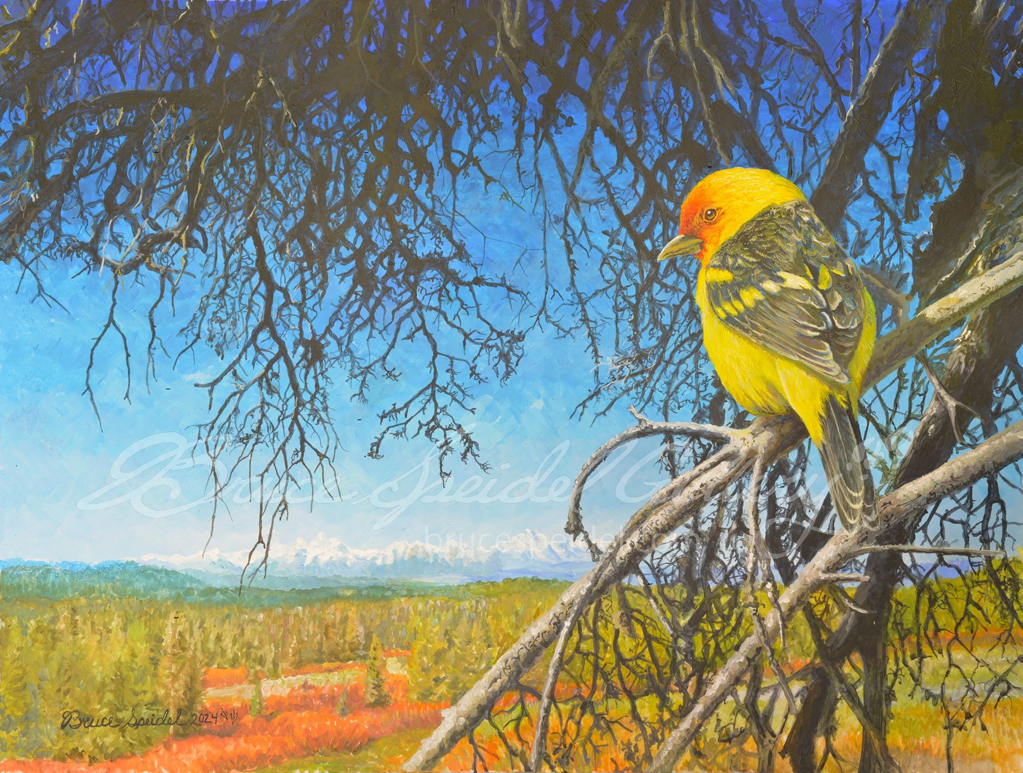 Togwotee Tanager WEB.jpg