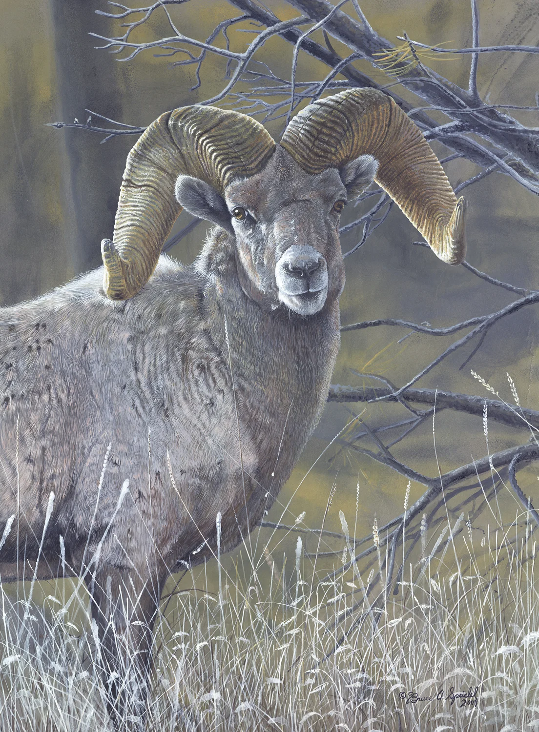 custersbighorn.jpg