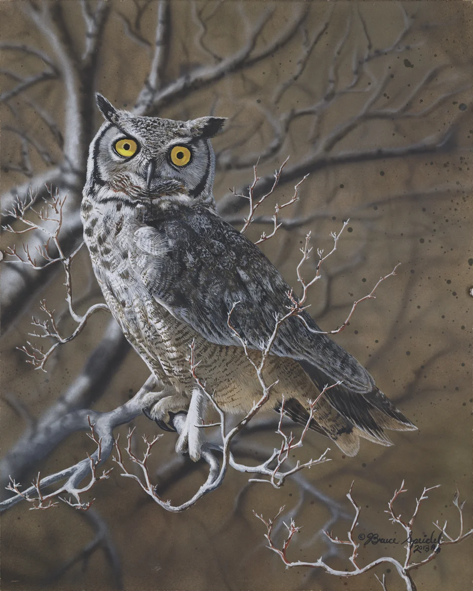 MagellanicOwl.jpg