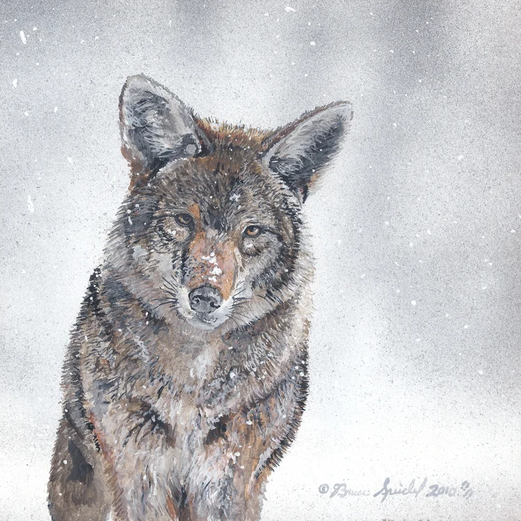 coyotesnow.jpg