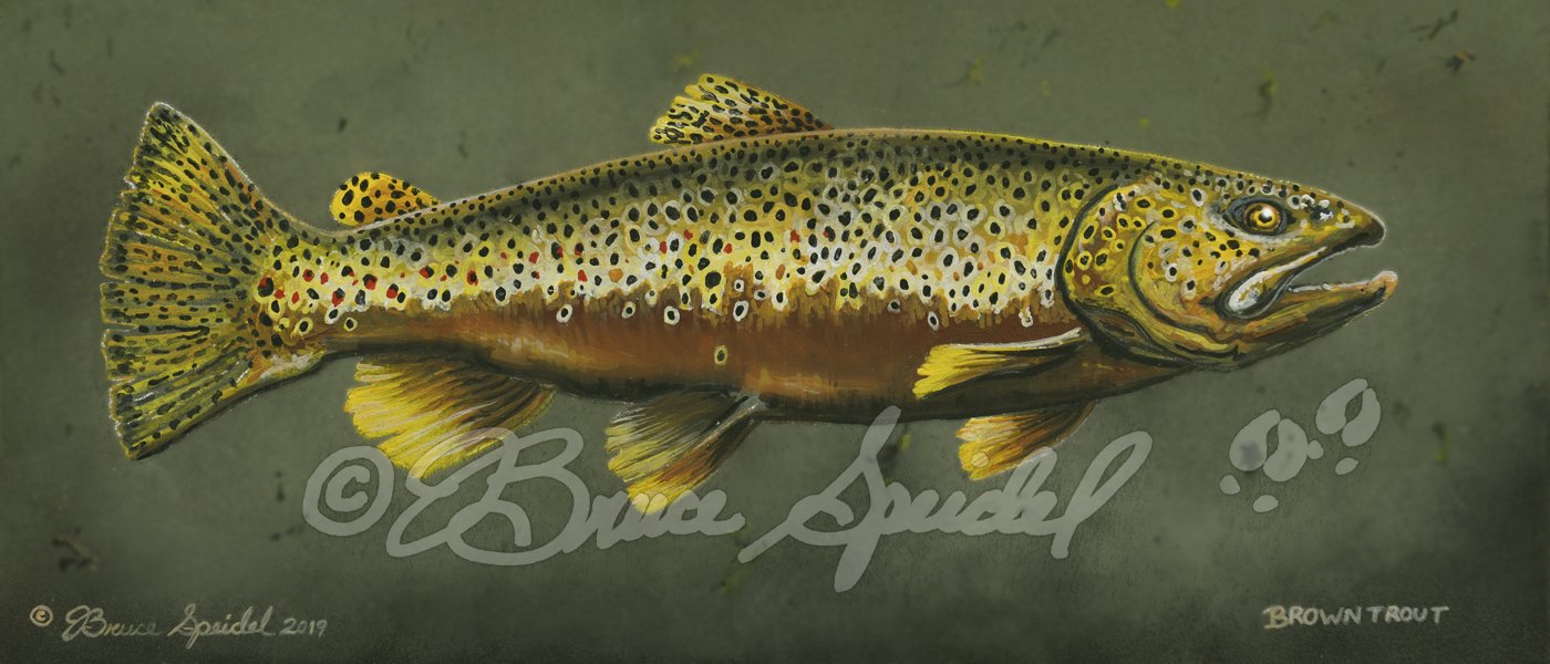 IN0118 Brown Trout Portrait WEB.jpg