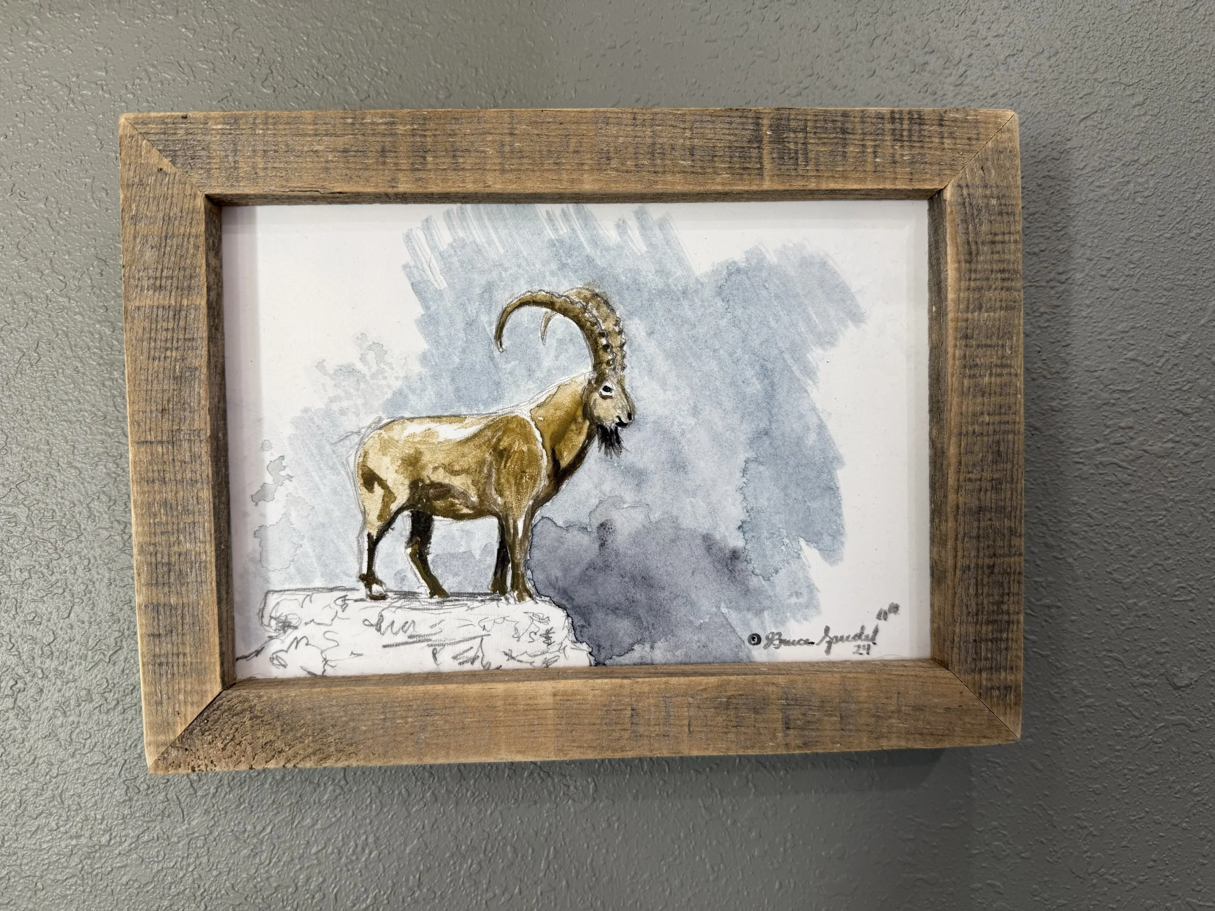 Watercolor Ibex Study.jpg