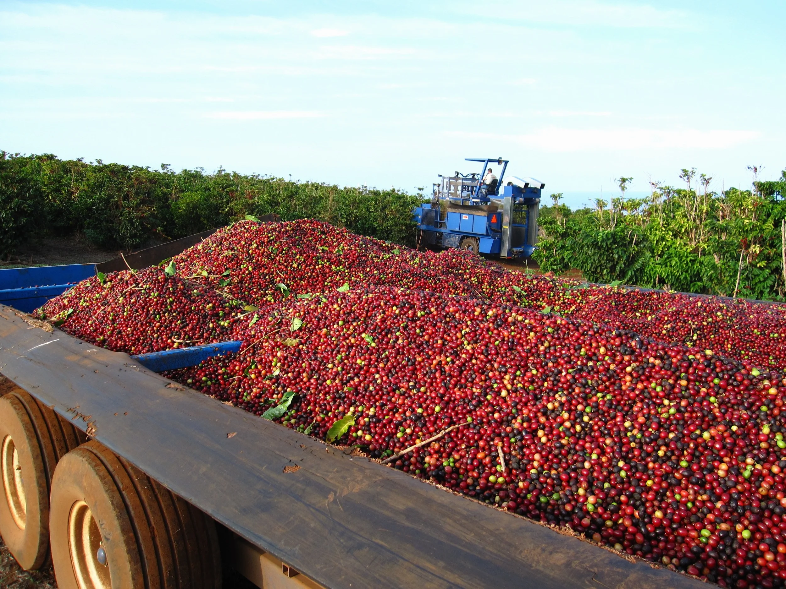 8-harvesting.JPG
