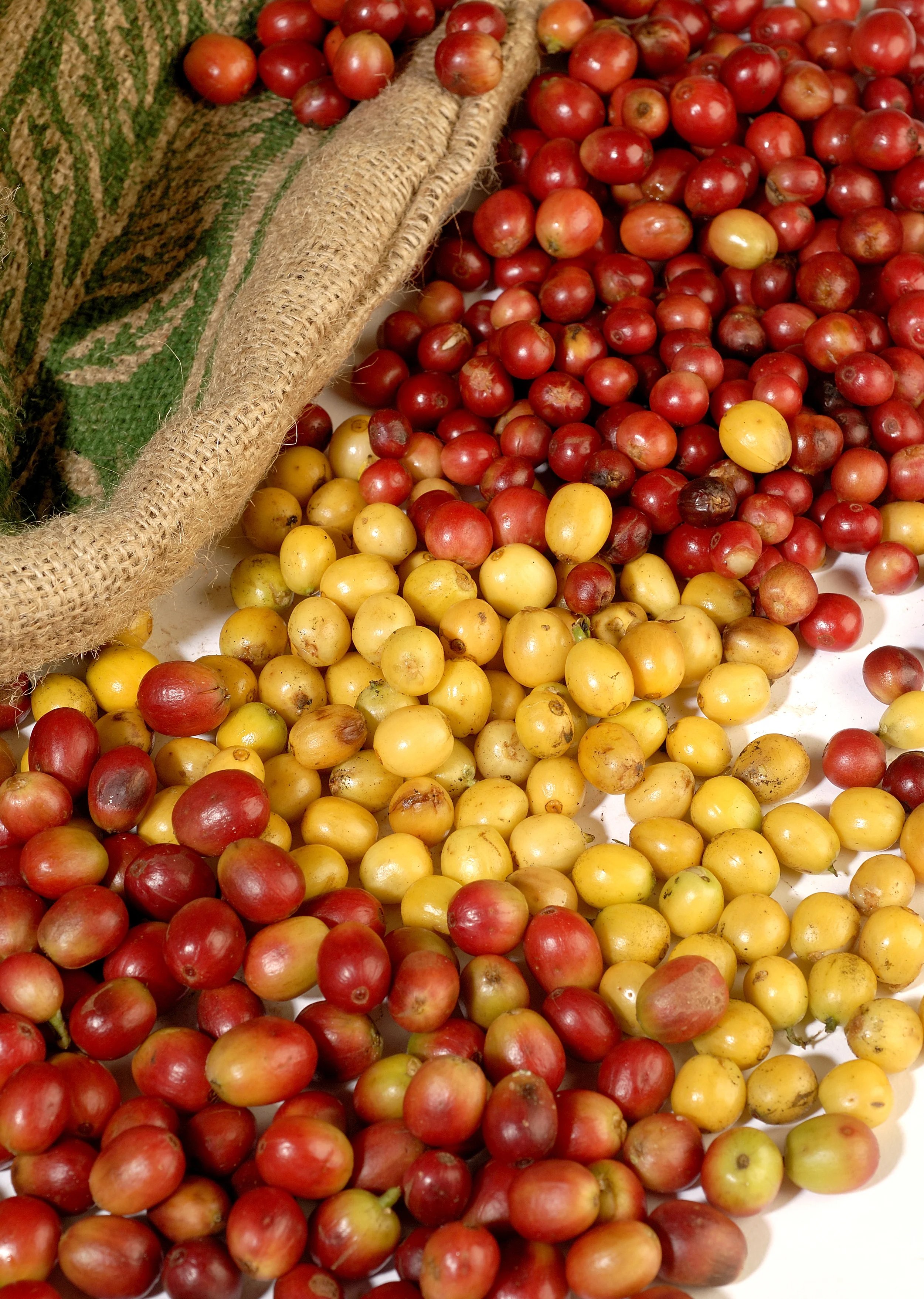 5-cherries.jpg