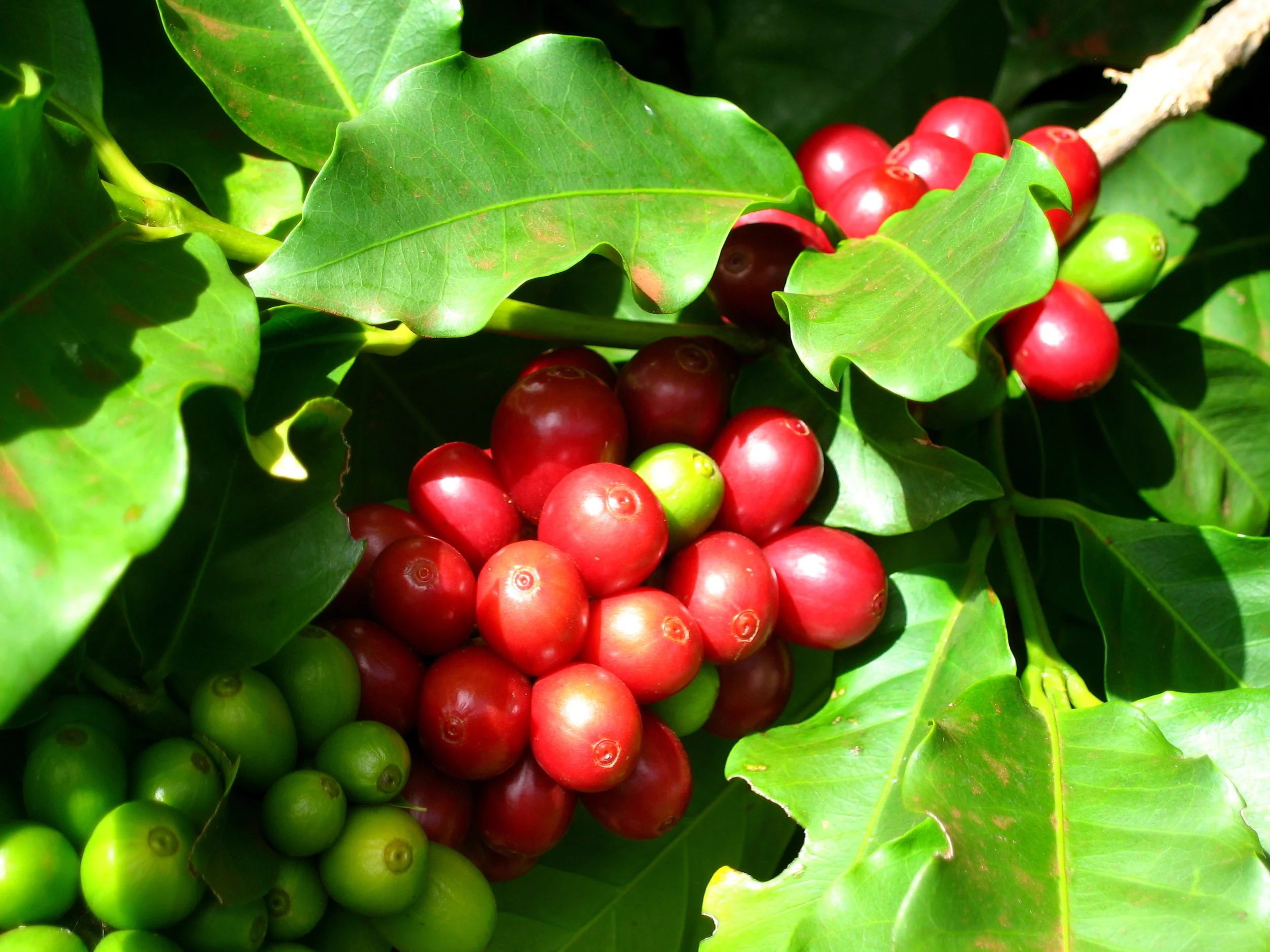 3-coffee plant.JPG