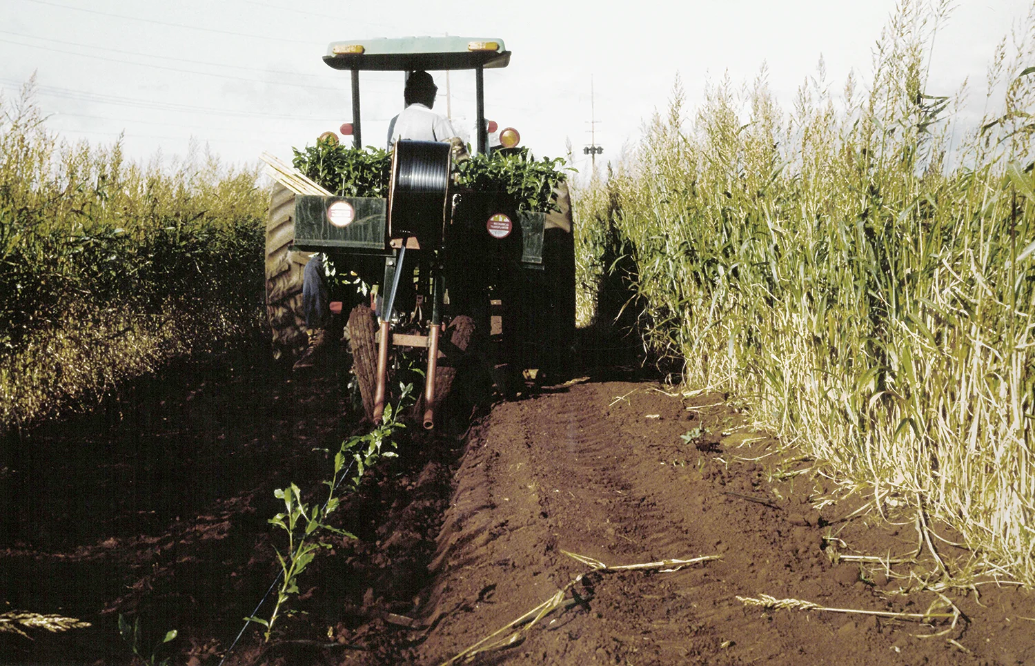 Coffee Planting in 1988.jpg