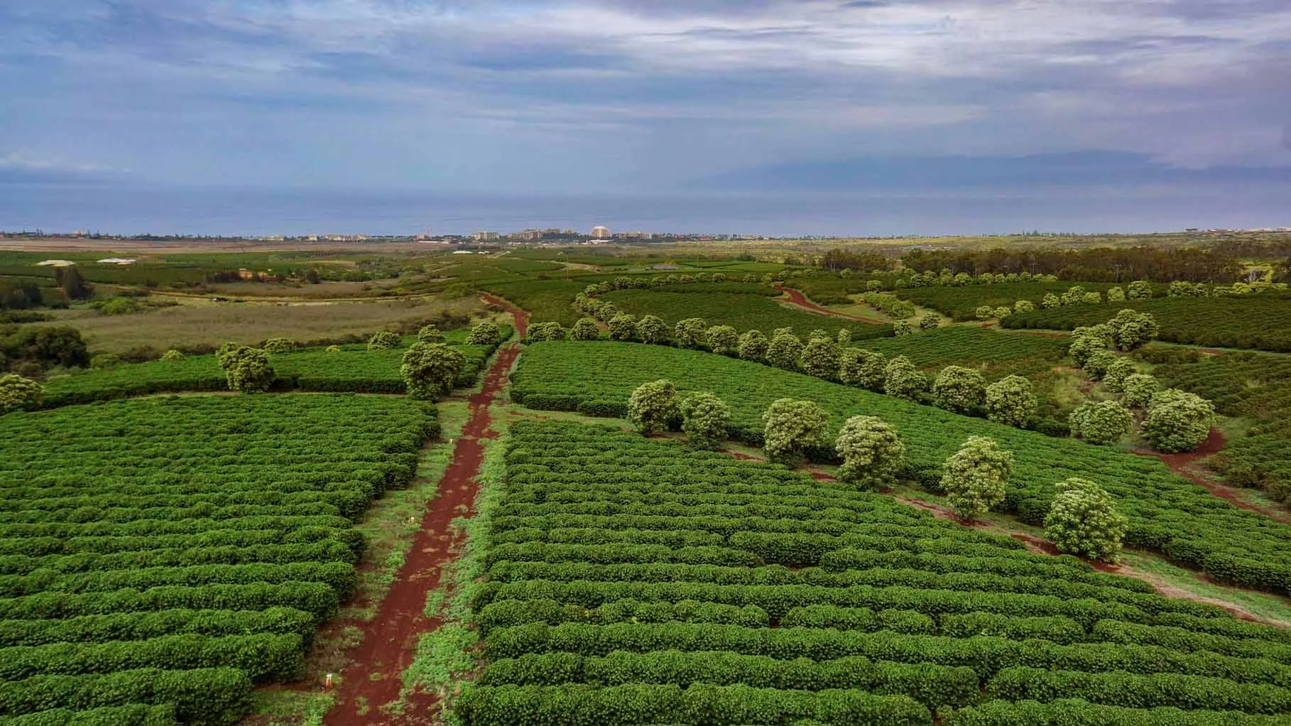 orchard.jpg