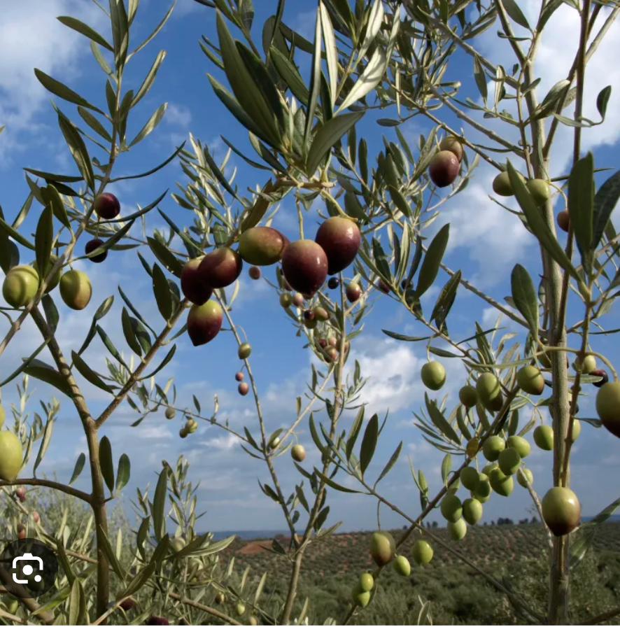 Screen Shot 2025-10-01 at 12.30.37 AM.png