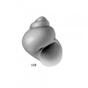 Ichetucknee Siltsnail (photo courtesy of Florida Museum of Natural History, www.flmnh.ufl.edu)