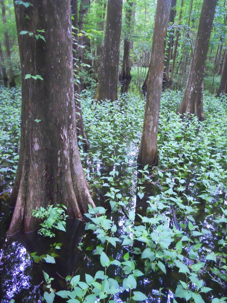 Suwannee Cypresses (photo by Jane Goddard)
