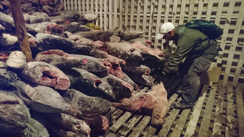 These dead sharks were discovered aboard a Chinese-flagged vessel found off Ecuador with some 300 tons of marine species, several of which are in danger of extinction. Galapagos National Park via AP