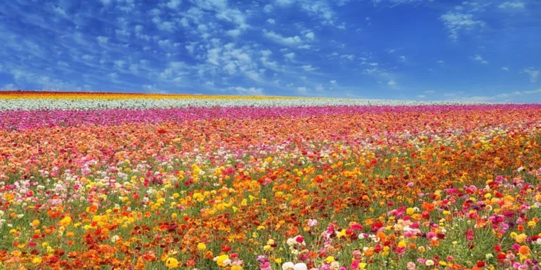 SanDiego-Carlsbad-Flower-Fields-770x385.jpg