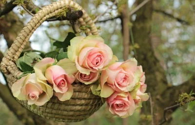 roses-2205014_1920 pixabay.jpg