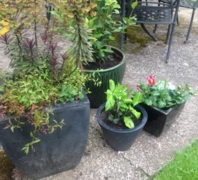 flower pots.jpg