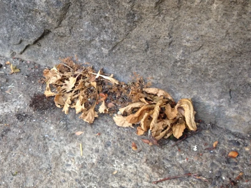 dead dandelions1.jpg