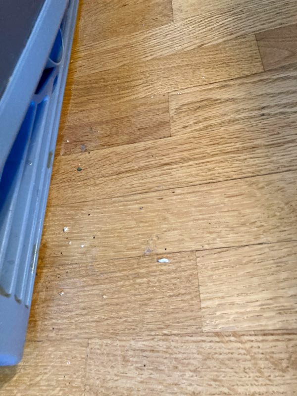 Trail of crumbs from moving the fridge