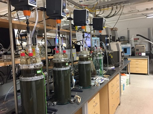 Pilot-scale bioreactor studies are conducted to scale-up