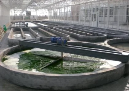 Indoor runway pond photobioreactor