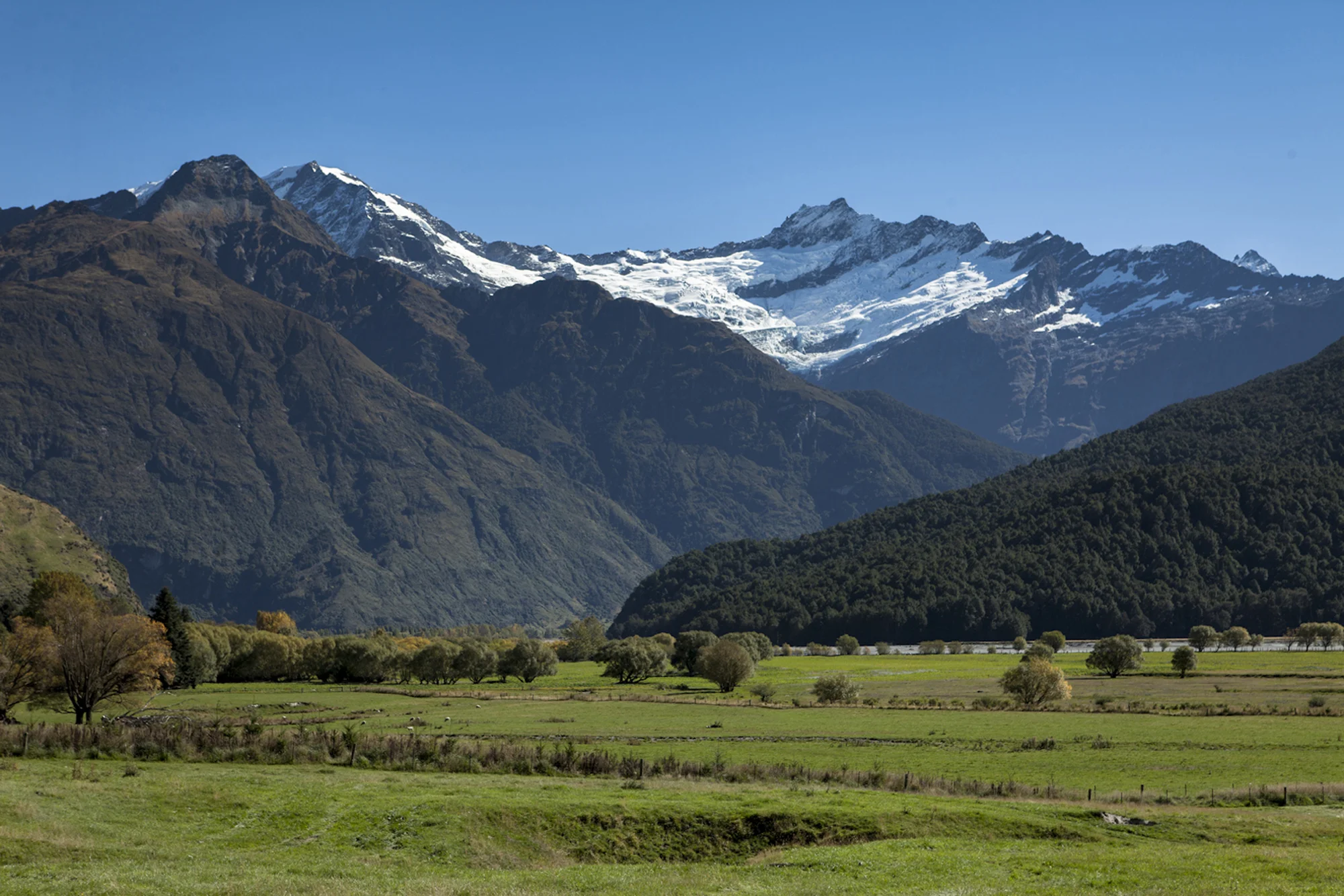 nz29.jpg