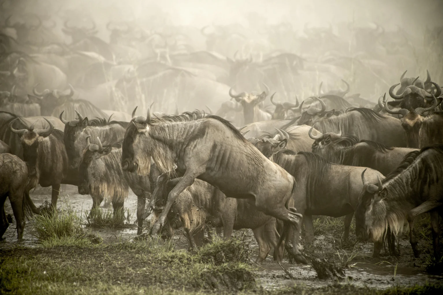 serengeti tanzania