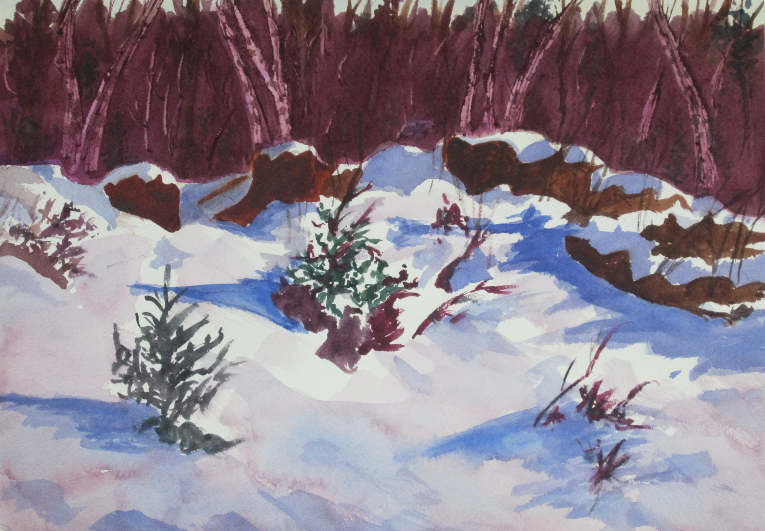 Evergreens in Snow (10" x14")