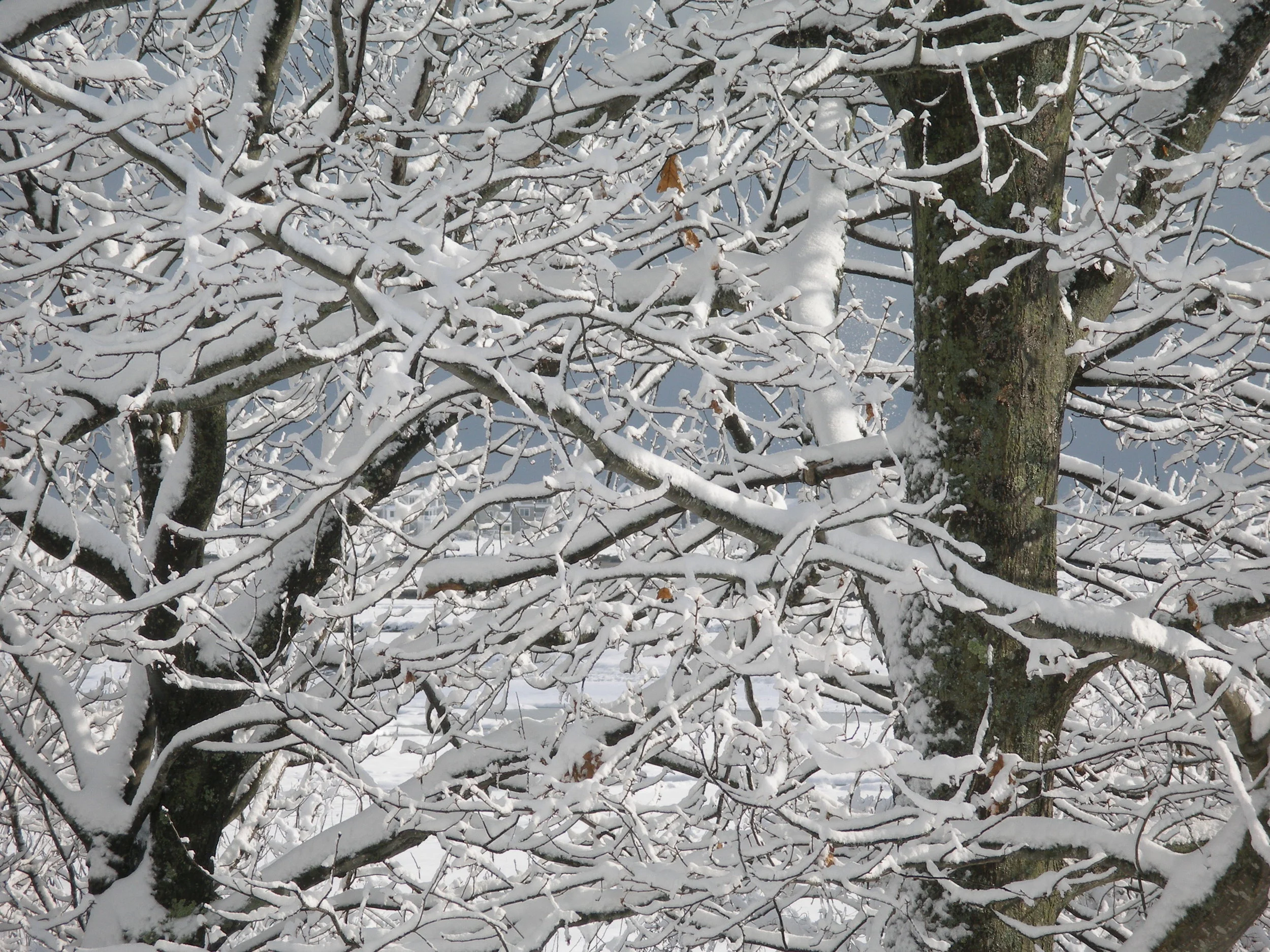 Crossed Branches (Wells, Maine)