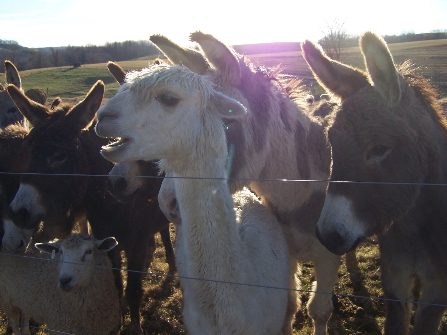 alpaca_asses.JPG