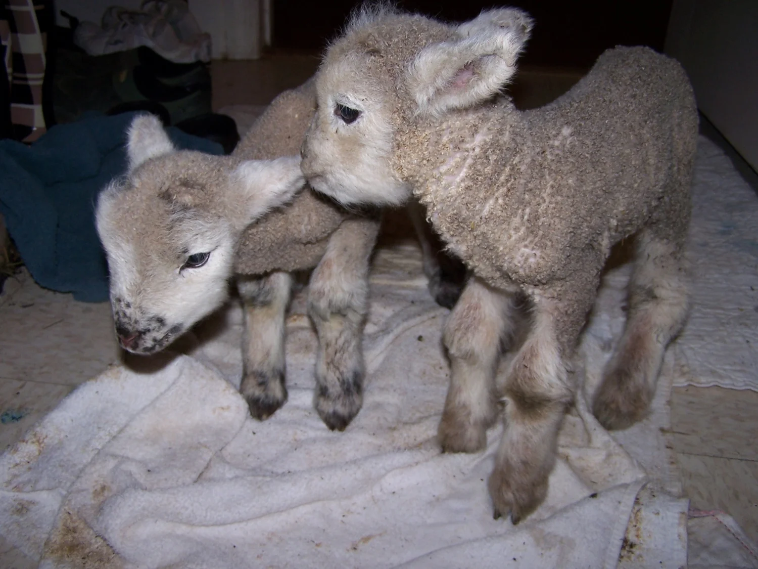 lambs.JPG