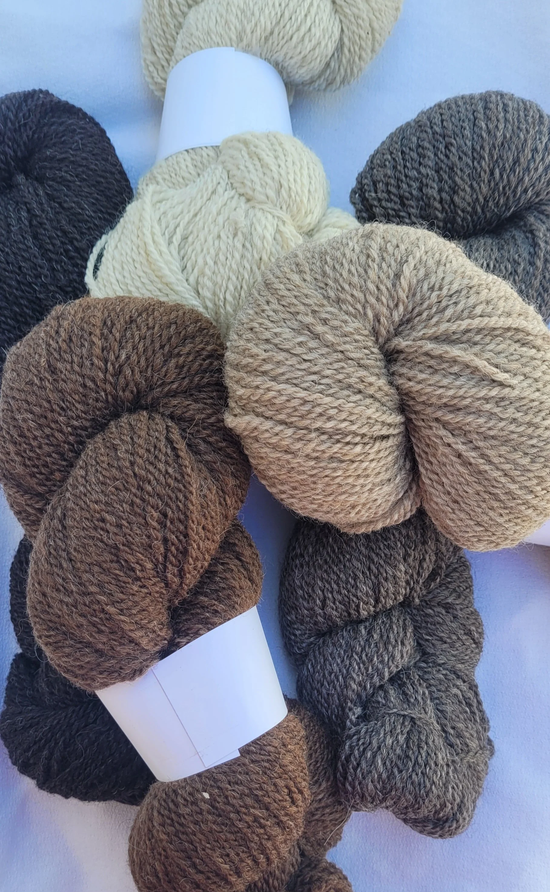 Yarn Shetland Group 2026.jpg