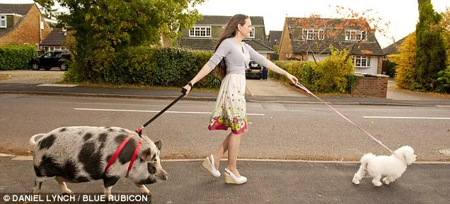 pig walking.jpg