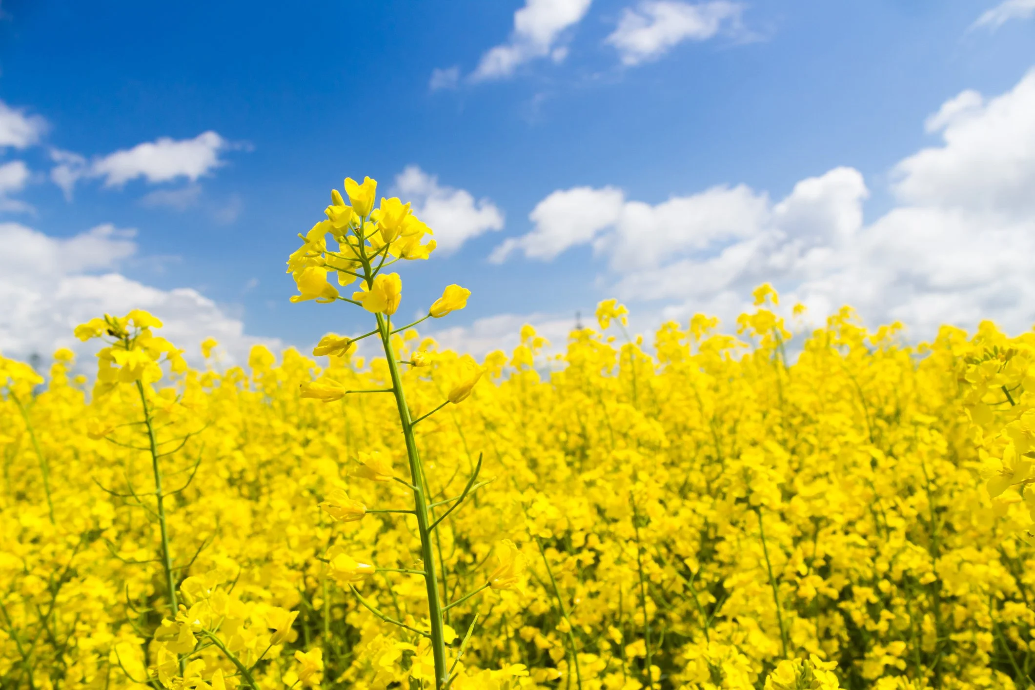 iStock-1387332758-L.jpg