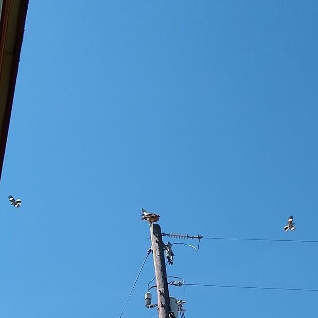 To mock a hawk.
.
#sport #areyougame #mockingbird #hawk #texaswildlife #texashillcountry