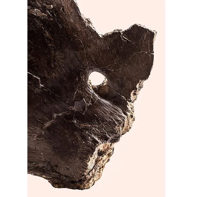 Paleo nerds, check out the size of this foramen (a hole, people, I also looked it up)  in this Dino fossil. I know, there&rsquo;s no scale here, and I got distracted by the form itself &ndash; I ended up seeing and photographing this particular fossi