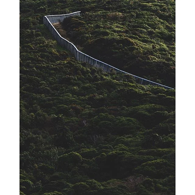 Fencers will fence
-
-
-
-
-
#fencers #fencelife #invasivespecies #mrsfrisbyandtheratsofnimh #zoolandia #zealandia #neature #endemiccritters #ornothology #ecosanctuary #zoro #zorowashere