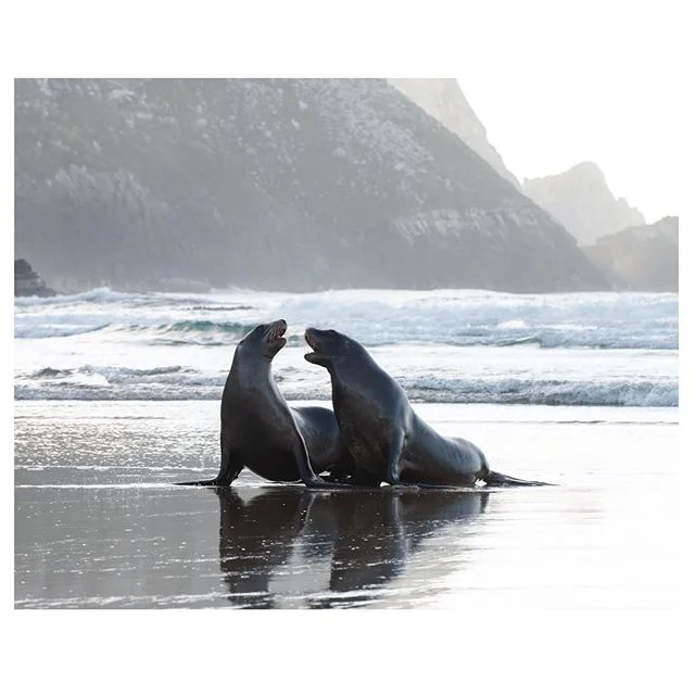 I SAID PARDON?
-
-
-
-
-
#arp #arp #pardon #stopmakingsense #nz #backlit #seal #seallife #arctocephalusforsteri #travelpics #nikon #beatitnerd #justtalkingshit #wildlife