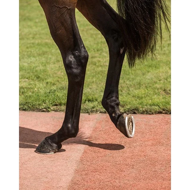 Mind the crack
-
-
-
-
-
#crack #attack #racetrack #superstition #snaps #horse #cheval #caballo #pferd #cavallo