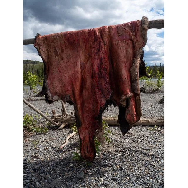Only 17 moose were harvested in the making of this canoe, and it was beautiful.
-
-
-
-
-
#dene #ricky #nahanni #river #denepeople #indigenous #harvest #hunter #skill #moose #skincanoe #riverlife #canada #wethenorth #indigeneity