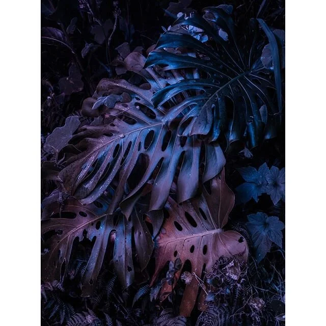 the garden at night
-
-
-
-
-
#nightphotography #nocturnal #colours #newzealand #kohukohu #northland #surreal #groovybaby #fruitloopin