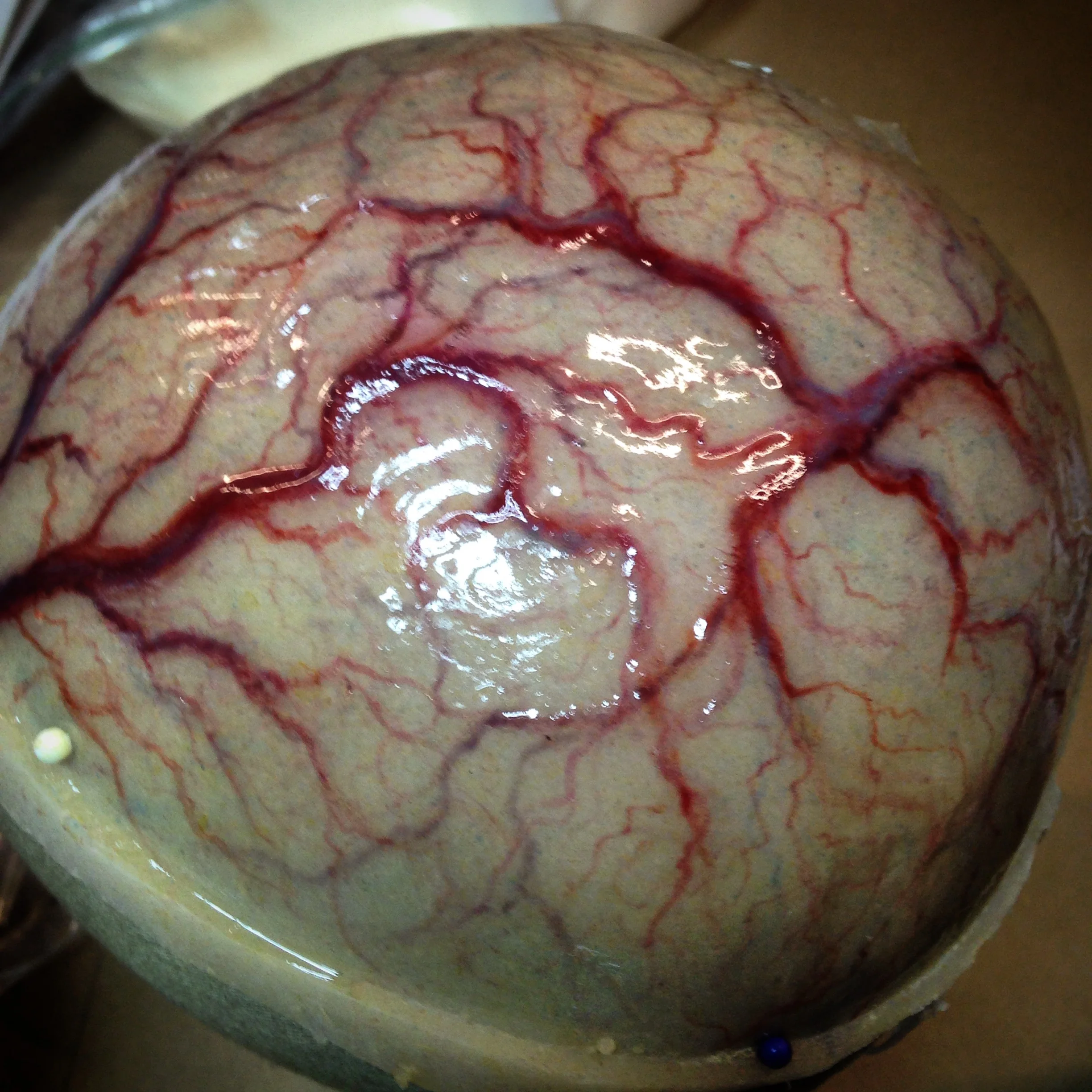 Brain Veins