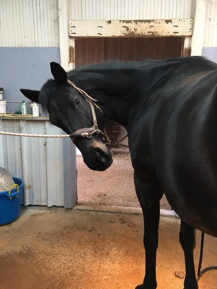 Hello! Have we met?? -”Hobbs” (Retired show jumper and newest member of North Light Coaching)