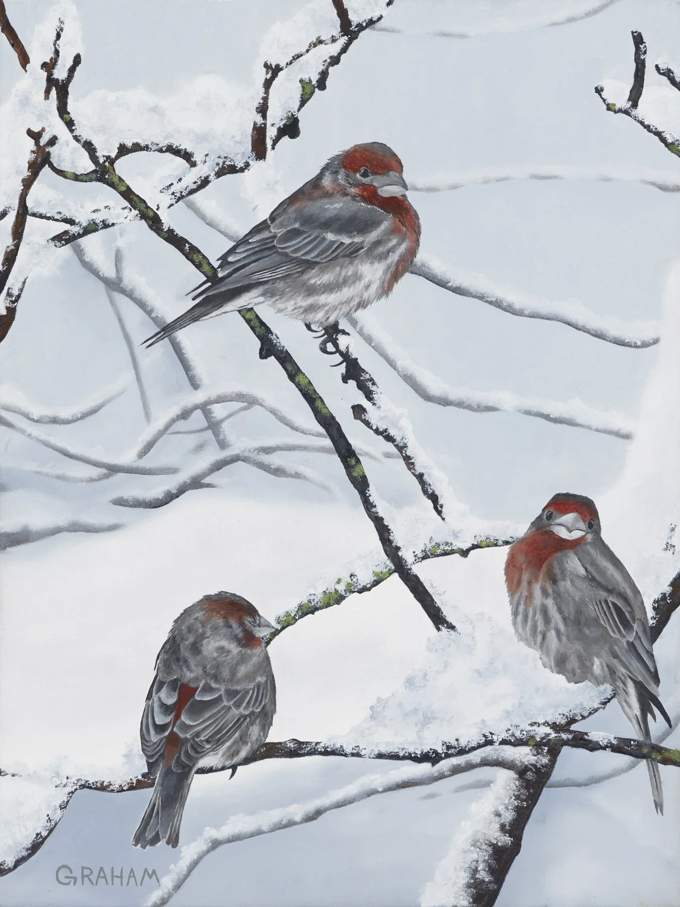 Graham Mckenzie Neighborhood Finches-12x16-low res.jpg