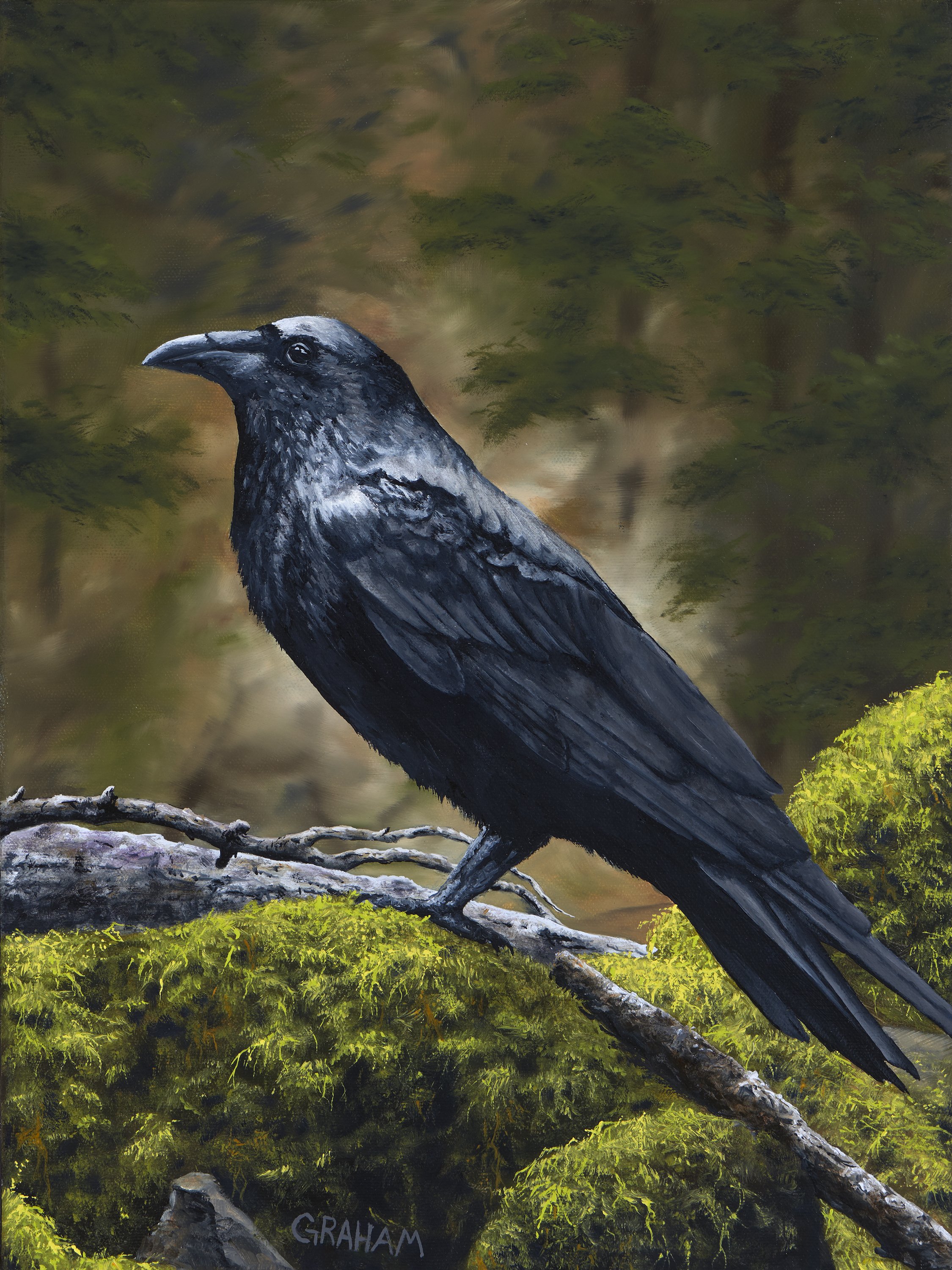 Raven-12x16- GRAHAM MCKENZIE low-res.jpg