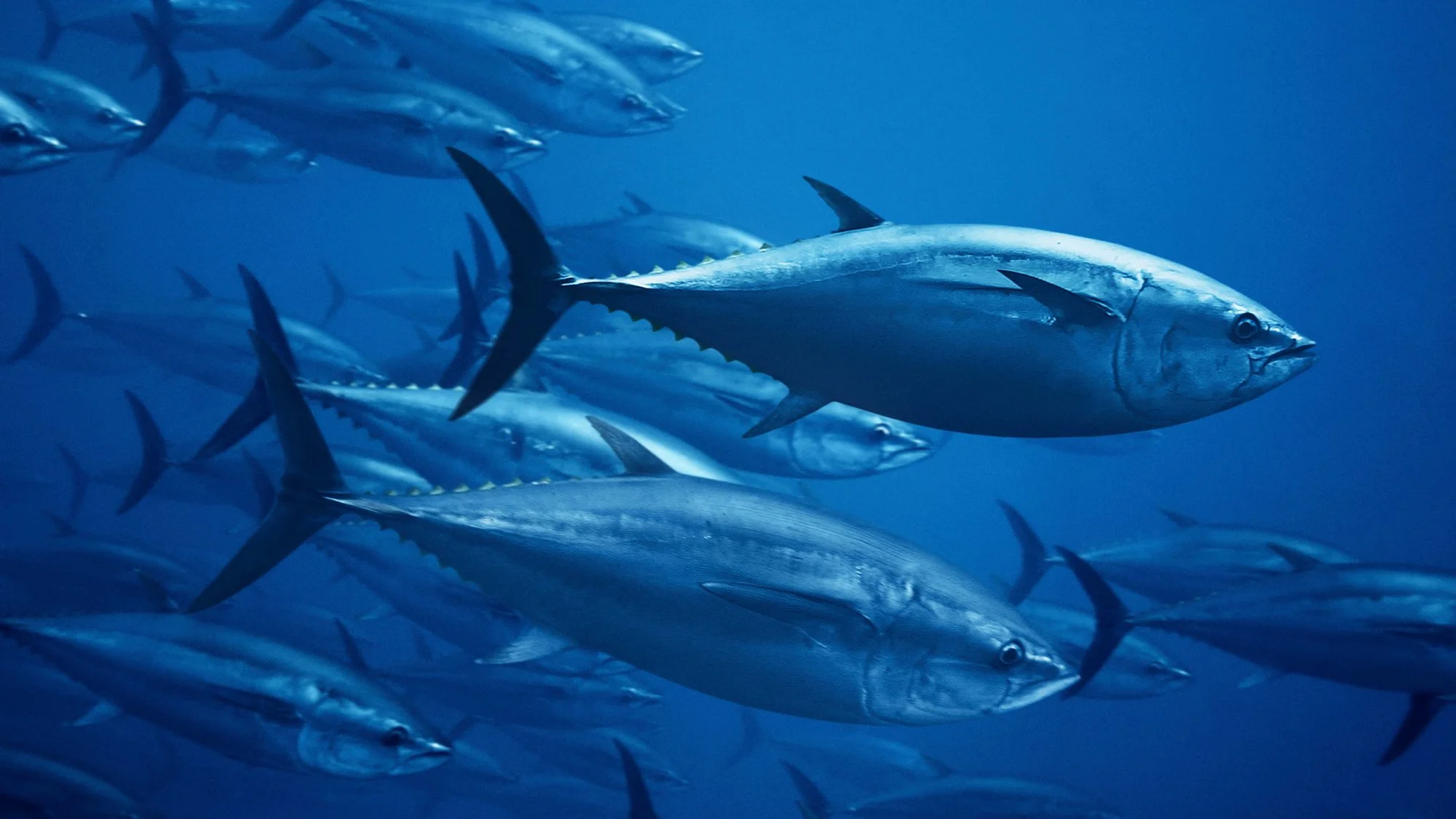 KDX03T_bluefin-tuna_web.jpg