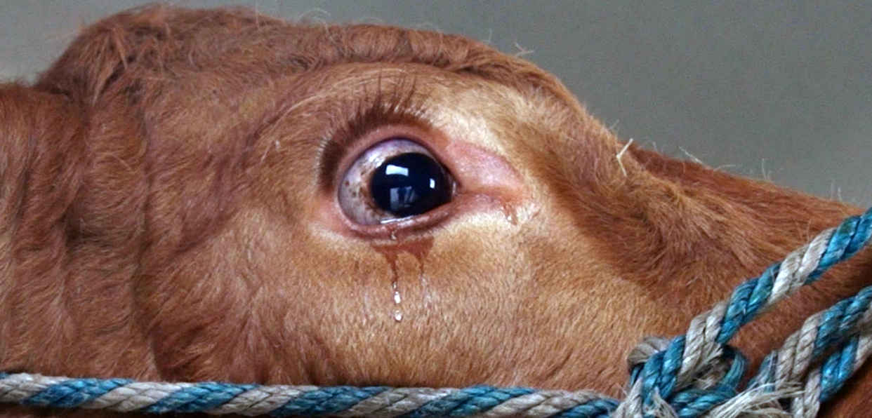 suddenly slaughter camel .png