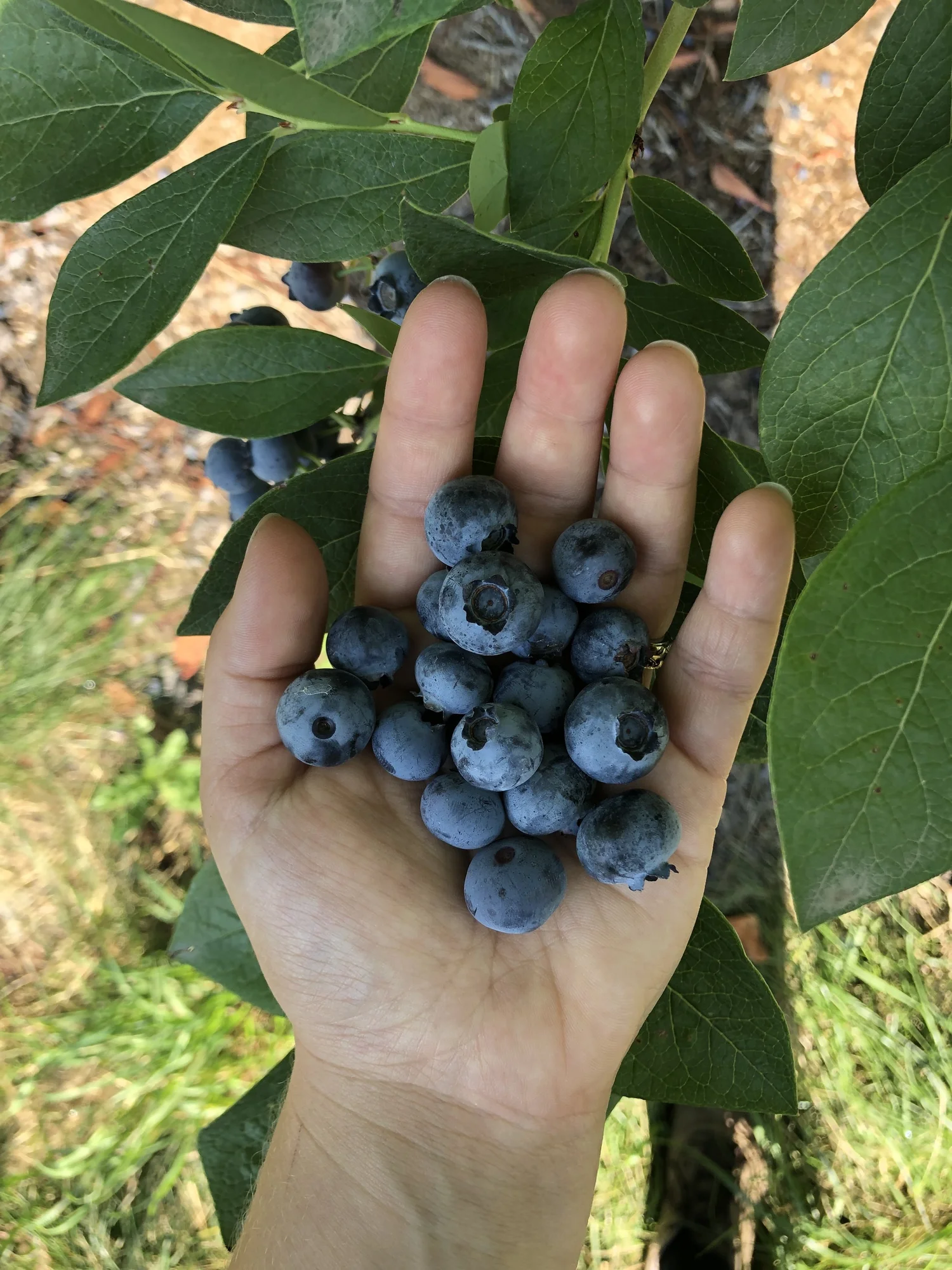 U Pick Fordyce Farm Inc u-pick-fordyce-farm-inc