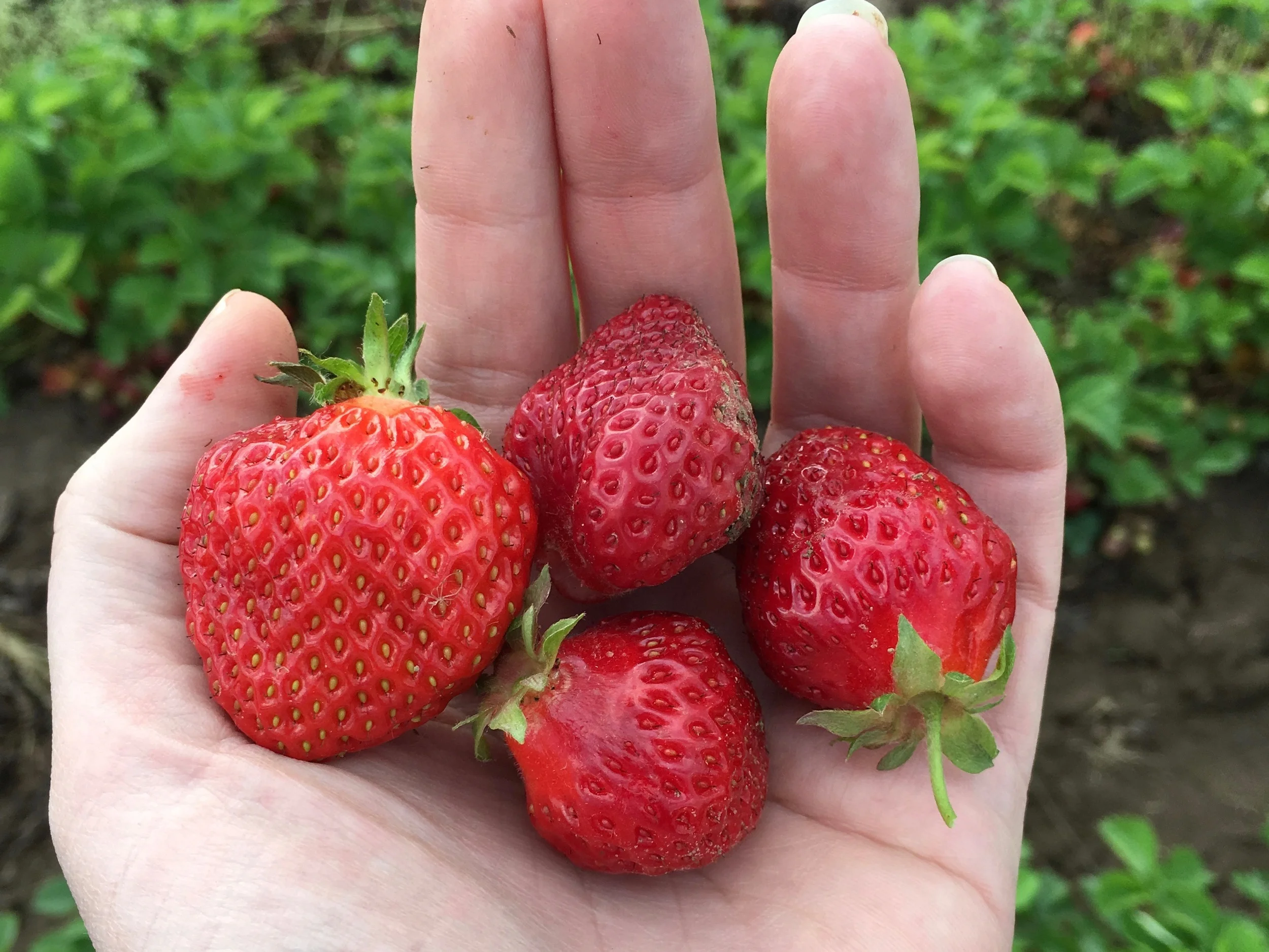 Come taste our delicious U-Pick Hood Strawberries!