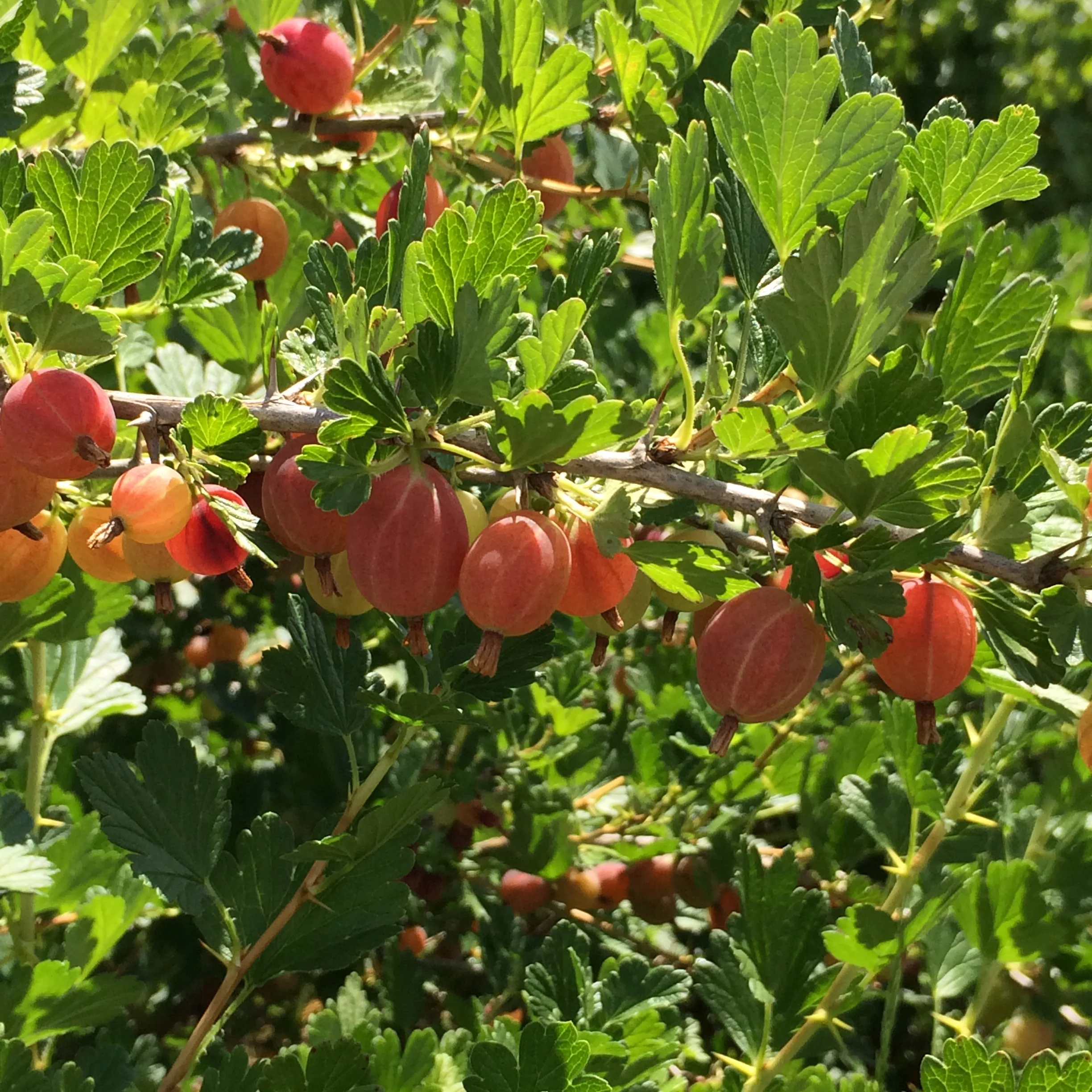 I should offer a prize for correctly identifying these: they are red gooseberries. Green gooseberries are much more common, but very sour! Red gooseberries taste like a cross between a grape and a kiwi; crunchy and tart/sweet. Red, pink, and white currants and red gooseberries are available u-pick for $1.15lb.